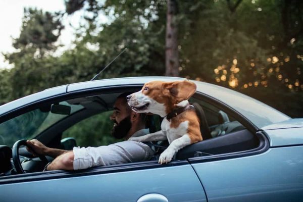 road trip with your dog